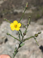 Linaceae