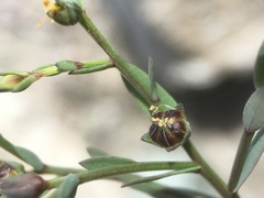 Linaceae