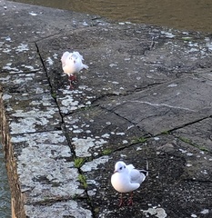 Chroicocephalus ridibundus