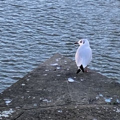 Chroicocephalus ridibundus