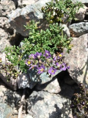 Solanum brachyantherum