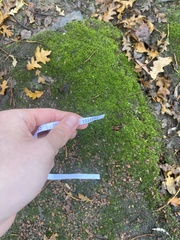 Bryopsida