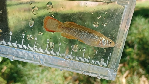 Plains topminnow (Fundulus sciadicus) — Fundulidae — 4