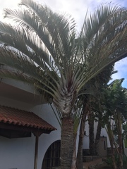 Dypsis decaryi