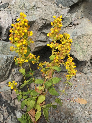Calceolaria paposana (Calceolaria paposana)