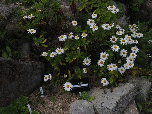 Chrysanthemum arcticum iNat (3)