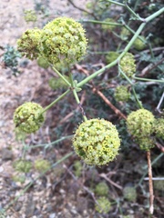 Eremocharis fruticosa