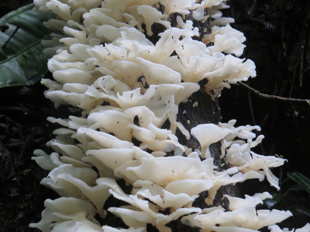 Favolus brasiliensis · February 2015 · photo: © diogoluiz (iNaturalist, cc-by)