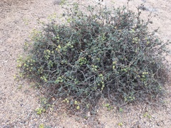 Eremocharis fruticosa