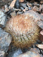 Eriosyce rodentiophila