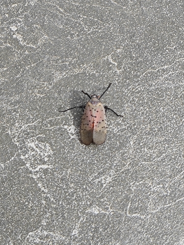 Spotted Lanternfly