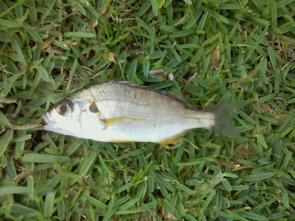 Olive Grunt