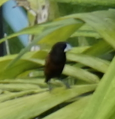 Lonchura atricapilla