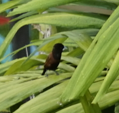 Lonchura atricapilla