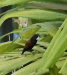 Lonchura atricapilla