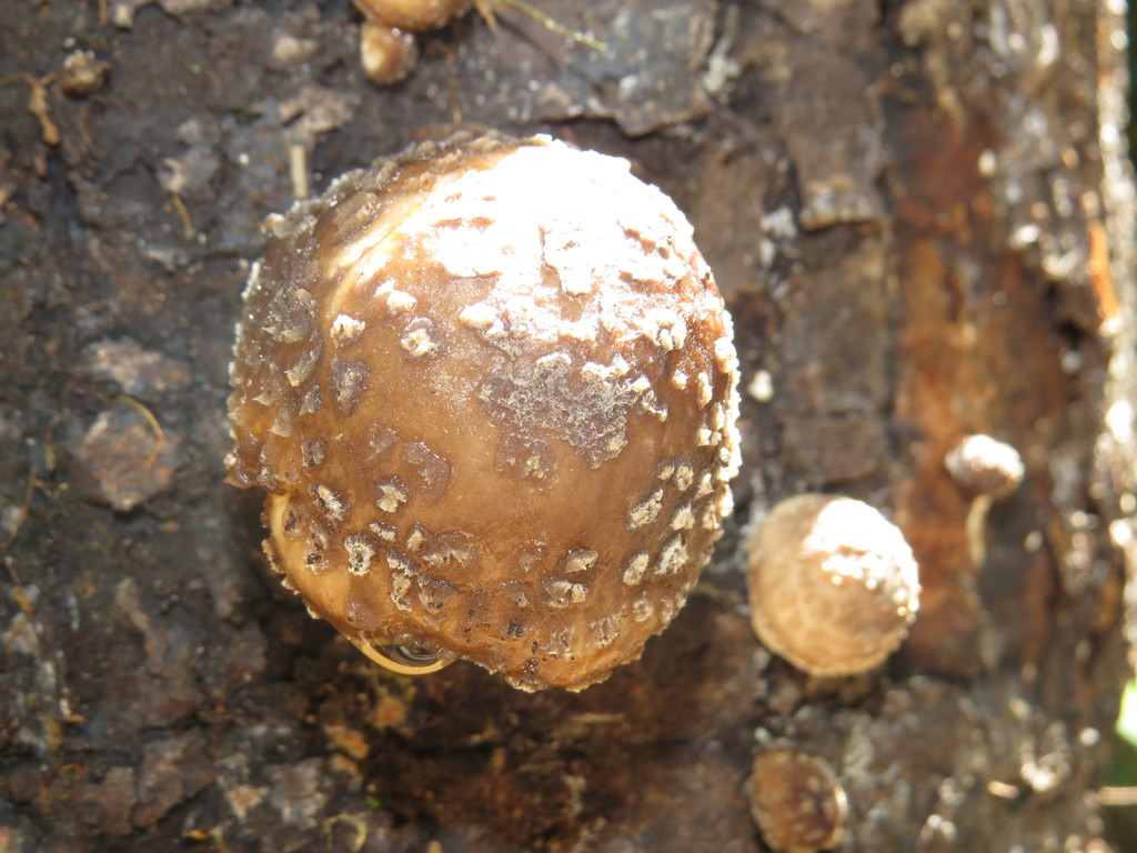 Oudemansiella cubensis · February 2015 · photo: © diogoluiz (iNaturalist, cc-by)