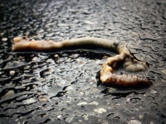 Oligochaeta