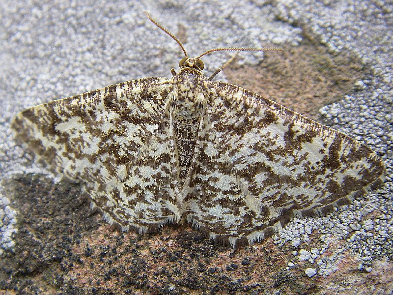 Heliomata glarearia