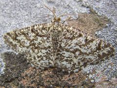 Heliomata glarearia