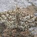 Heliomata glarearia - Photo (c) purperlibel,  זכויות יוצרים חלקיות (CC BY-SA), uploaded by purperlibel