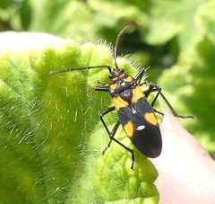 Oncopeltus famelicus