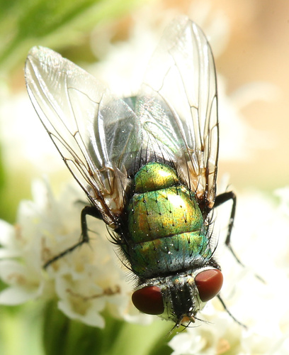 Unknown species found near Jamaica Plain, Boston, MA, USA
