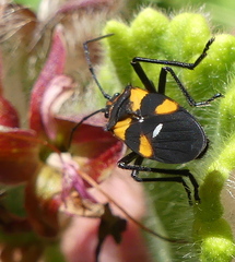 Oncopeltus famelicus