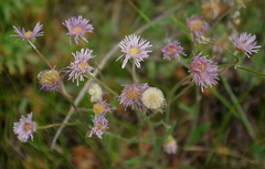 Erigeron glabellus pubescens