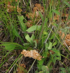 Erigeron glabellus pubescens