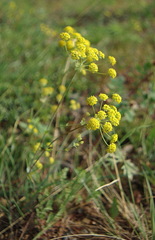 Bupleurum americanum