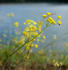 Bupleurum americanum