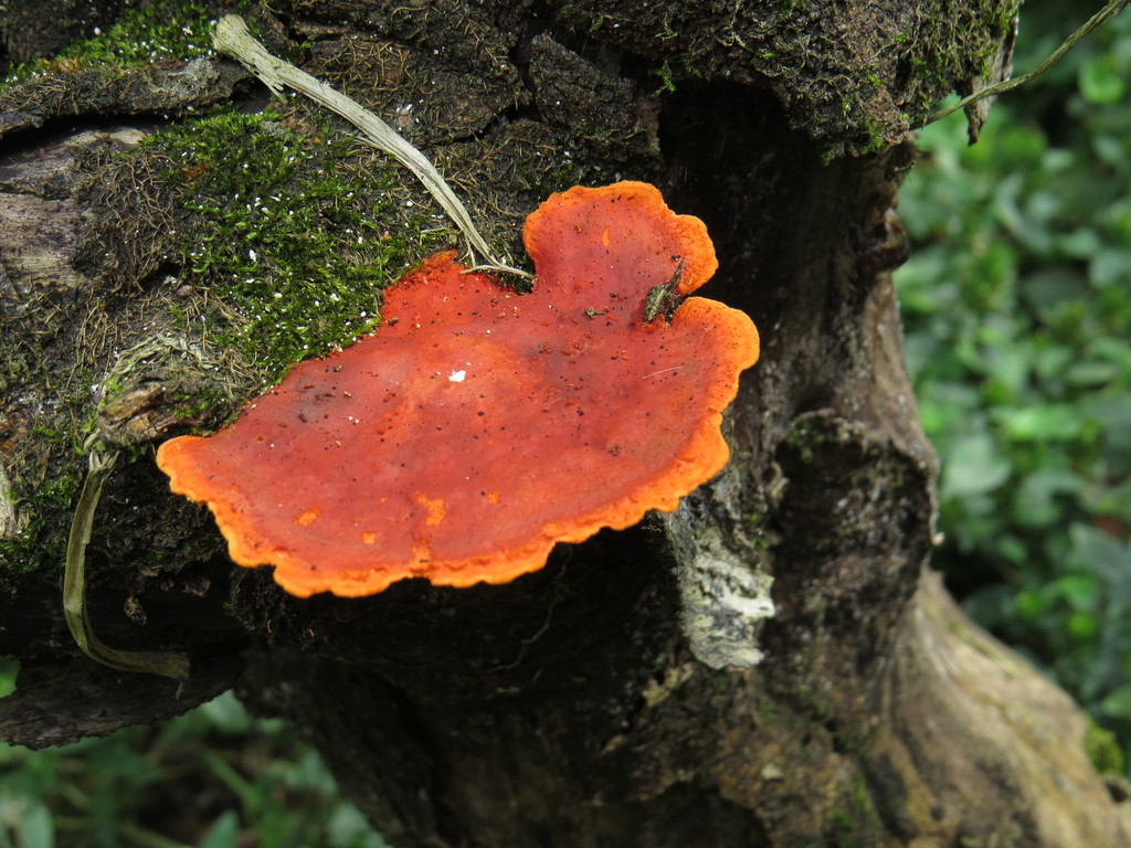 Trametes sanguinea · September 2014 · photo: © diogoluiz (iNaturalist, cc-by)