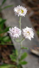 Erigeron glabellus pubescens