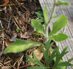 Erigeron glabellus pubescens