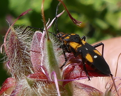 Oncopeltus famelicus