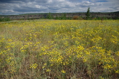 Bupleurum americanum