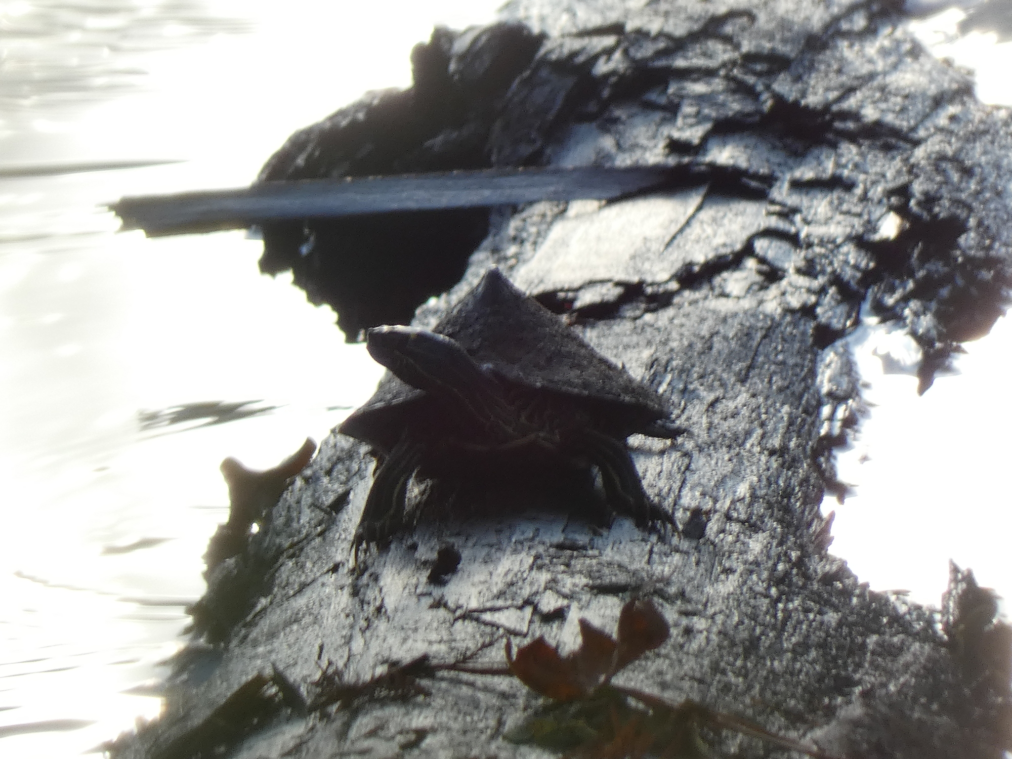 Sabine Map Turtle, Graptemys sabinensis