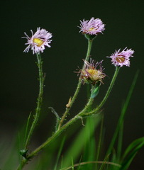 Erigeron glabellus pubescens