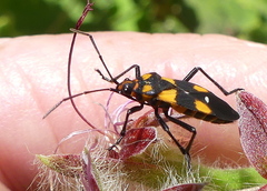 Oncopeltus famelicus