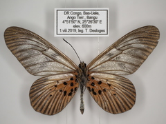 Acraea vesperalis