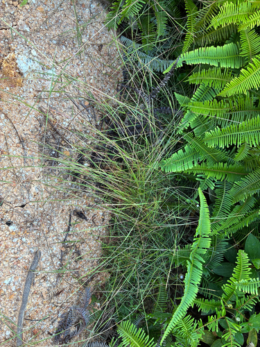 Schizachyrium fragile observed 2025-10-06