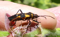 Oncopeltus famelicus