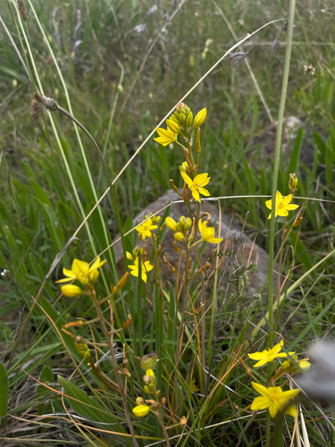 Bulbine bulbosa