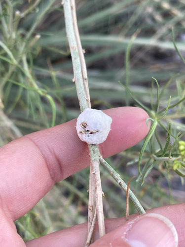 Unknown species found near Watchman Trail, Springdale, UT, US