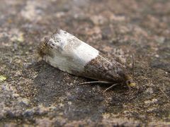 Notocelia cynosbatella