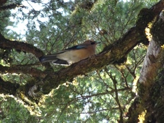 Garrulus glandarius taivanus