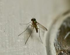 Condylostylus