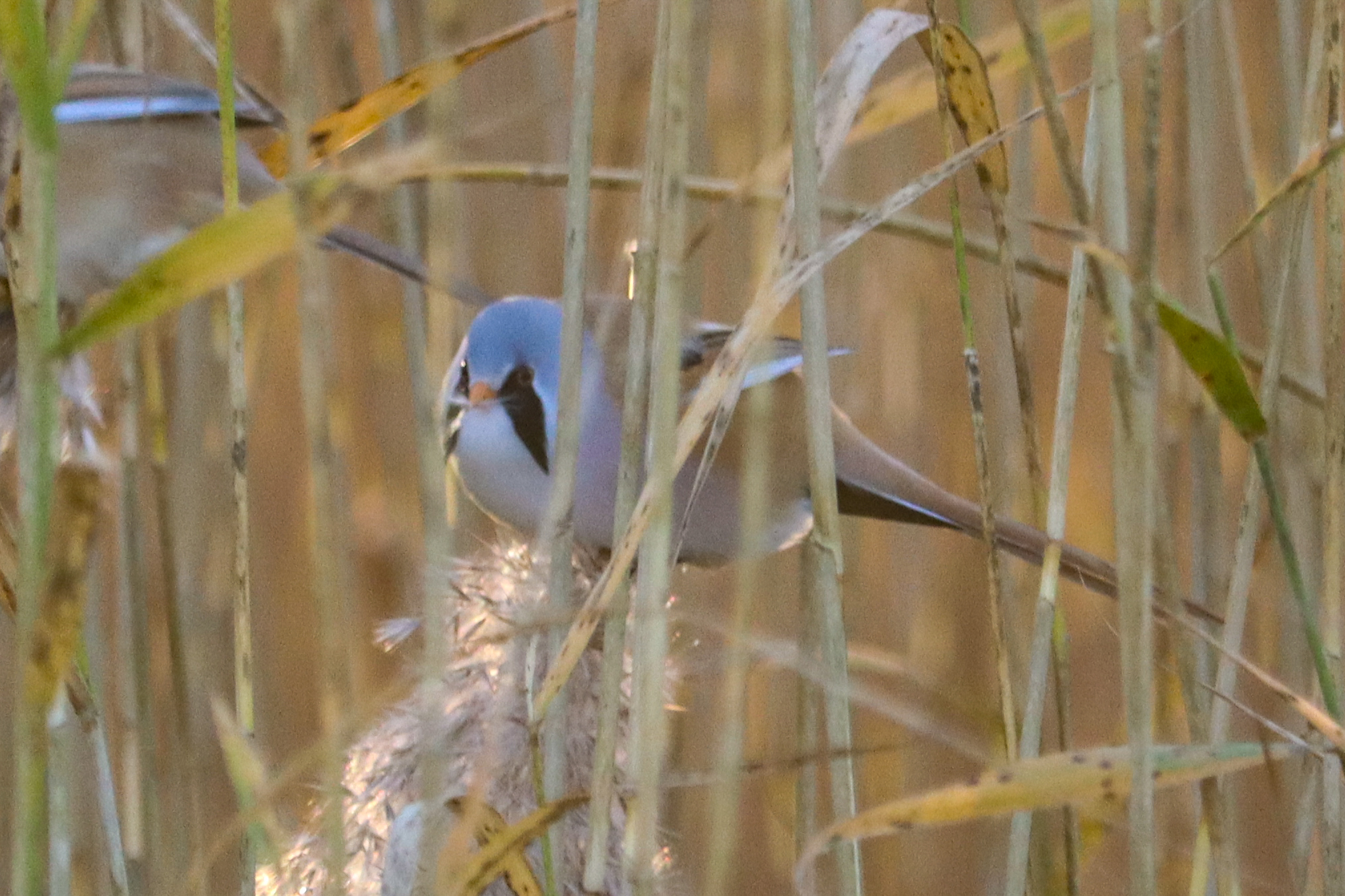 Bearded Reedling