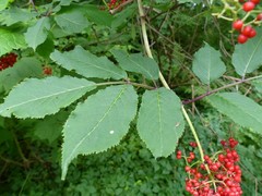 Sambucus racemosa