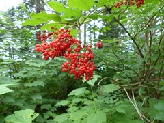 Sambucus racemosa